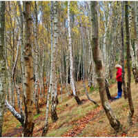WOODLAND CONTEMPLATION by David Harrison