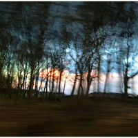 WOODLAND SILHOUETTE by David Harrison