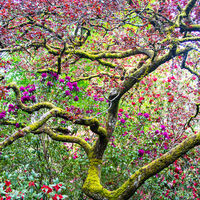 WOODLAND SPRING by David Harrison
