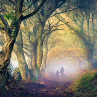 WOODLAND WALK by Ashley Franklin