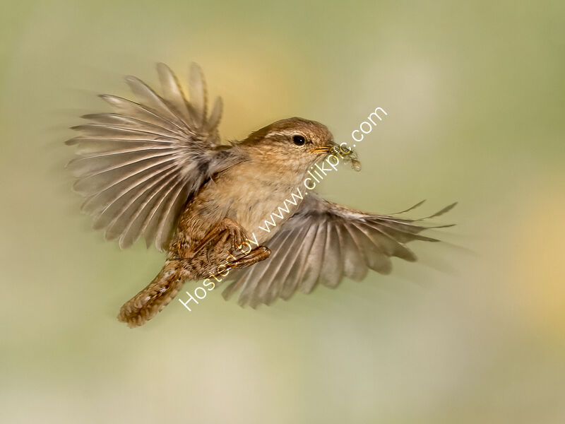 WREN CARRYING APHIDS by Neal Partridge