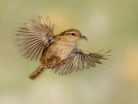 WREN CARRYING APHIDS by Neal Partridge