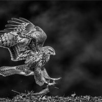 WILD BUZZARD LANDING
