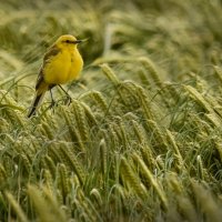 YELLOW BIRD RESTING by Malcolm Sargent