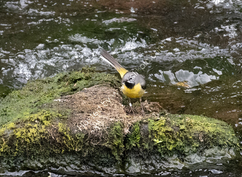 YELLOW WAGTAIL by Chris Nightingale