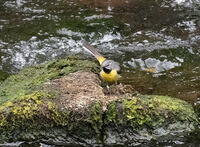YELLOW WAGTAIL by Chris Nightingale