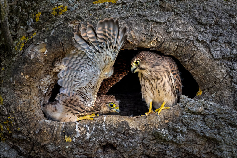 YOUNG KESTREL IN TRAINING TO FLEDGE by Neil Partridge