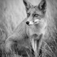 YOUNG RED FOX by Neil Partridge