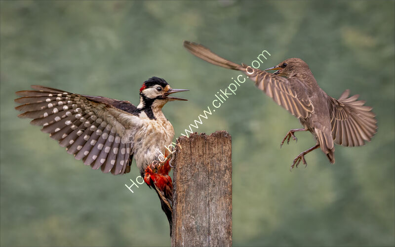 YOUNG STARLING CONFRONTS WOODPECKER by Neil Partridge