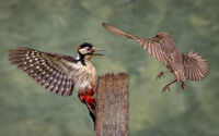 YOUNG STARLING CONFRONTS WOODPECKER by Neil Partridge
