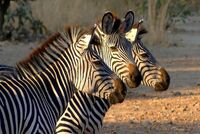 ZEBRA CROSSING by Ian Humphries
