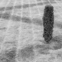 ZIG ZAGGY TREE by Peter Ward