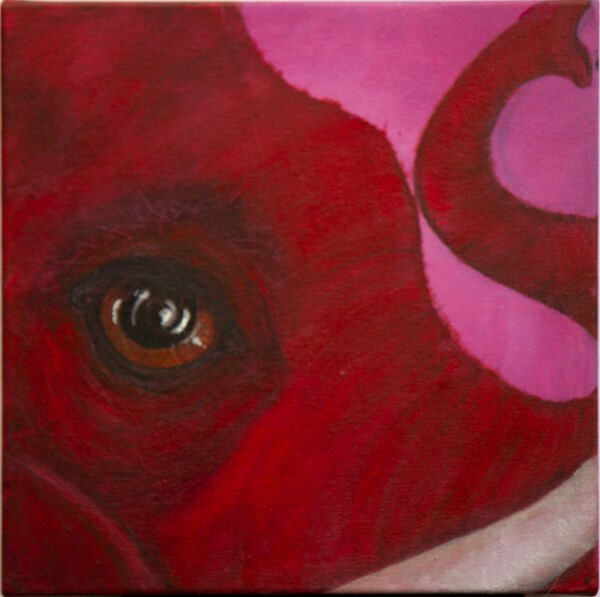 Endangered! Savanna Elephant