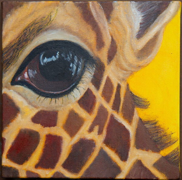 Endangered! Rothschild's Giraffe