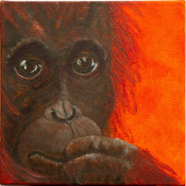 Endangered! Orangutan