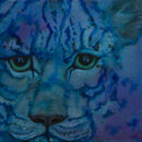 Endangered! Snow Leopard