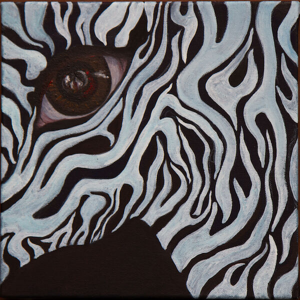 Endangered! Grevy's Zebra