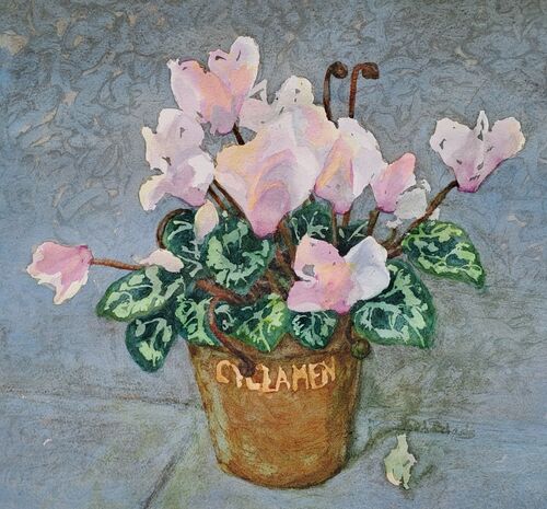 Cyclamen