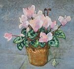 Cyclamen