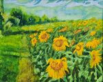 Field of Sunflowers