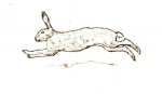 Hare