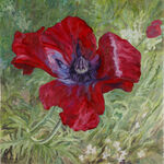 Oriental Poppy