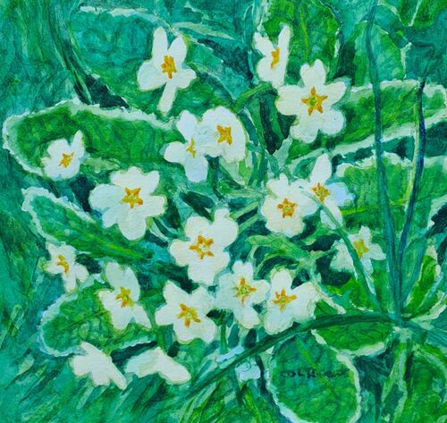 Primroses in Wolves Wood