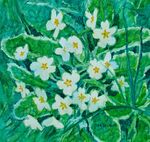 Primroses in Wolves Wood