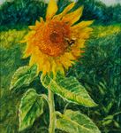 Sunflower, Witnesham