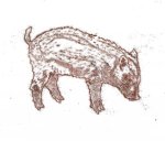 Wild Boar Piglet