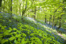 Bluebells (1) Oxton