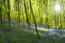 Bluebells (3)Oxton