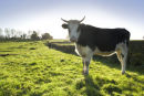 Bull at Shaws Farm