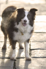 Aiofe the Border Collie