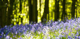 Bluebells off Greaves Lane 3