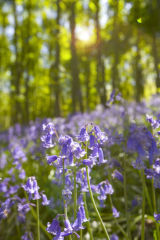 Bluebells off Greaves Lane