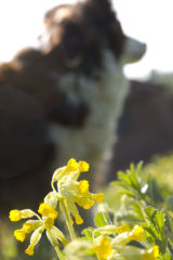 Aiofe amongst the cowslips