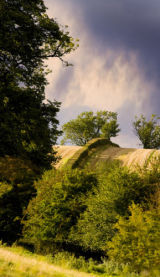 Hedgerows neat Hartswell Farm