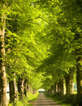 Tree Lined Avenue Hexgreave Park