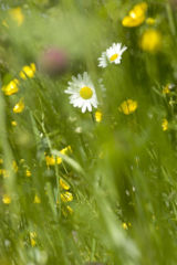 Meadow Flowers