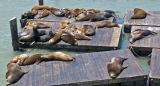 seal-watch