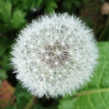 Dandelion Clock