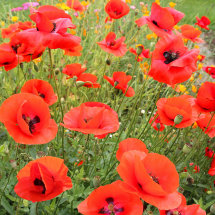 Poppies