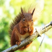 Red Squirrel