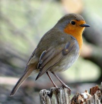Robin