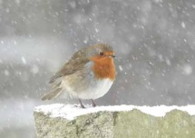 Robin in the Snow