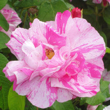 Rosa Gallica, Drum Castle Gardens