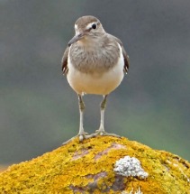 Sandpiper