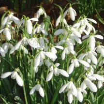Snowdrops