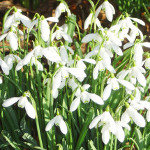 Snowdrops